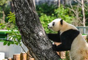 CHINA-SHAANXI-HANZHONG-PANDAS GIGANTES-BASE