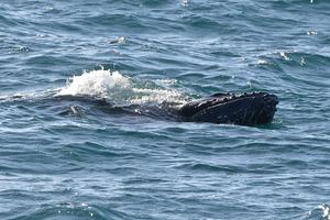 BRASIL-BAHIA-BALLENA JOROBADA