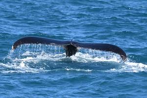 BRASIL-BAHIA-BALLENA JOROBADA