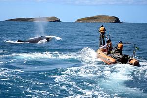BRASIL-BAHIA-BALLENA JOROBADA