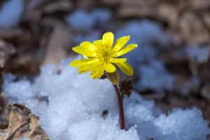 CHINA-HEILONGJIANG-ADONIS AMURENSIS