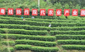 CHINA-GUANGXI-LIUZHOU-INDUSTRIA DEL TE