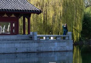 ALEMANIA-BERLIN-FESTIVAL DE FLORES DE CEREZO