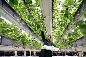 CHINA-SHANDONG-LIAOCHENG-CHIPING-AGRICULTURA INTELIGENTE