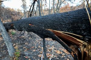 FRANCIA-SEINE-ET-MARNE-BOSQUE DE FONTAINEBLEAU-INCENDIO FORESTAL-SECUELAS