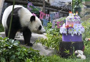 RUSIA-MOSCU-PANDA GIGANTE-KATYUSHA-CUMPLEAÑOS