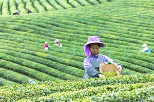 CHINA-TE-COSECHA