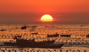 CHINA-SHANDONG-RONGCHENG-GRANJAS MARINAS-OPERACION-REANUDACION TRAS EL TIFON