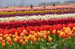 CANADA-ABBOTSFORD-FESTIVAL DE TULIPANES