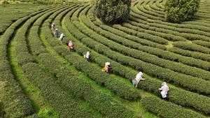 CHINA-AGRICULTURA-COSECHA