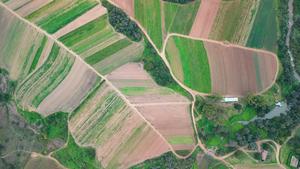 SUDAFRICA-JOHANNESBURGO-TIERRAS DE CULTIVO