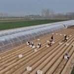 CHINA-HEBEI-FENGNAN-AGRICULTURA DE PRIMAVERA