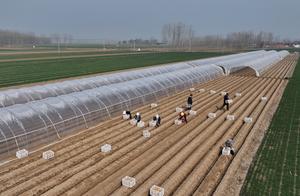 CHINA-HEBEI-FENGNAN-AGRICULTURA DE PRIMAVERA