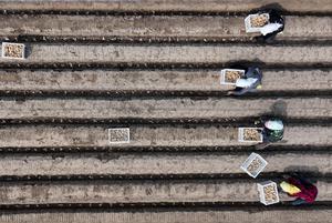 CHINA-HEBEI-FENGNAN-AGRICULTURA DE PRIMAVERA