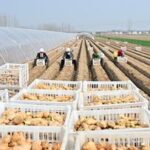 CHINA-HEBEI-FENGNAN-AGRICULTURA DE PRIMAVERA