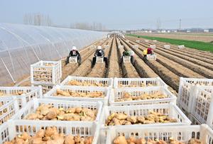 CHINA-HEBEI-FENGNAN-AGRICULTURA DE PRIMAVERA