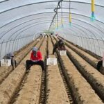 CHINA-HEBEI-FENGNAN-AGRICULTURA DE PRIMAVERA