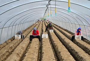 CHINA-HEBEI-FENGNAN-AGRICULTURA DE PRIMAVERA