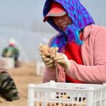 CHINA-HEBEI-FENGNAN-AGRICULTURA DE PRIMAVERA