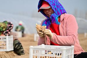 CHINA-HEBEI-FENGNAN-AGRICULTURA DE PRIMAVERA