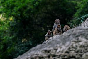 CHINA-CHONGQING-MACACO-PROTECCION
