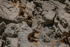 CHINA-CHONGQING-MACACO-PROTECCION