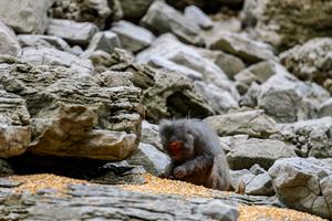 CHINA-CHONGQING-MACACO-PROTECCION