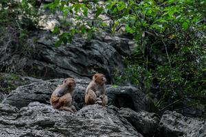 CHINA-CHONGQING-MACACO-PROTECCION