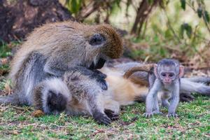 KENIA-DIA MUNDIAL DE LA VIDA SILVESTRE-ANIMALES