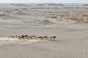 CHINA-GANSU-DUNHUANG-CABALLO DE PRZEWALSKI-PROTECCION