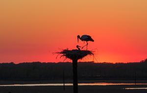 CHINA-HEILONGJIANG-RESERVA NATURAL-AVES MIGRATORIAS-CRIA
