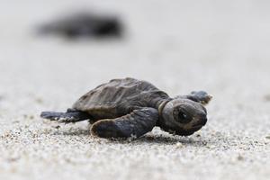 SINGAPUR-TORTUGAS-CONSERVACION