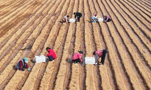 CHINA-SHANDONG-ZAOZHUANG-AGRICULTURA