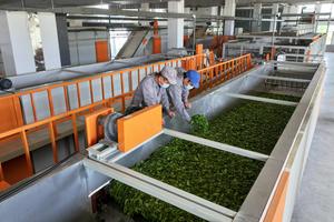 CHINA-ANHUI-QIMEN-INDUSTRIA DEL TE-ACTUALIZACIONES