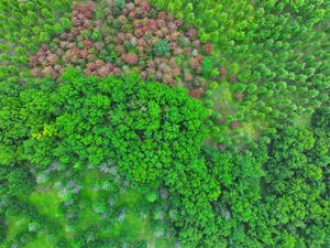 CHINA-HEBEI-XIONG'AN-REFORESTACION