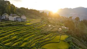 CHINA-YUNNAN-YUANYANG-TERRAZAS-DESARROLLO