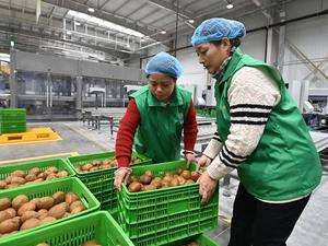 CHINA-SHAANXI-SMART AGRICULTURE-KIWIFRUIT INDUSTRY-UPGRADING (CN)