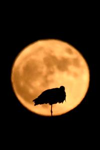 MACEDONIA DEL NORTE-SKOPIE-LUNA LLENA