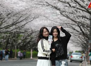 REPUBLICA DE COREA-BUSAN-PRIMAVERA-PAISAJE