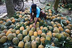 BANGLADESH-TANGAIL-PIÑA-COSECHA