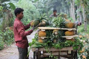 BANGLADESH-TANGAIL-PIÑA-COSECHA