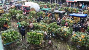 BANGLADESH-TANGAIL-PIÑA-COSECHA