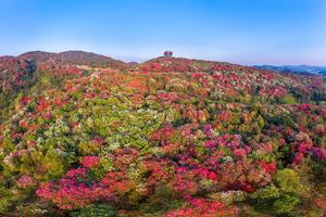 CHINA-GUIZHOU-BIJIE-AZALEA-TURISMO