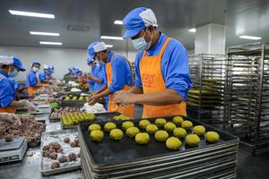 CHINA-YUNNAN-XUANWEI-PASTEL DE LUNA-PRODUCCION