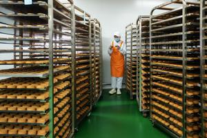 CHINA-YUNNAN-XUANWEI-PASTEL DE LUNA-PRODUCCION