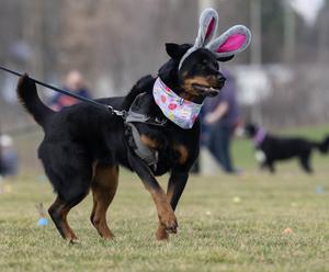 CANADA-ONTARIO-HAMILTON-BUSQUEDA DE HUEVOS DE PASCUA PARA PERROS