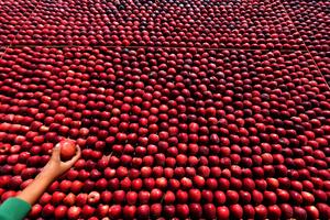 LIBANO-BASKINTA-FESTIVAL DE MANZANAS