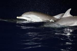 CHINA-MAR MERIDIONAL DE CHINA-DELFINES