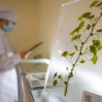 CHINA-HUBEI-PLANTAS RARAS-CONSERVACION