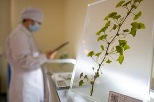 CHINA-HUBEI-PLANTAS RARAS-CONSERVACION